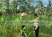 Cegah Krisis Pangan, Polsek Madang Suku I Lakukan Pengecekan Lahan Jagung di Desa Jatisari