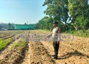 Polsek Madang Suku I Dukung Ketahanan Pangan, Dampingi Petani Tanam Jagung di Lubuk Harjo