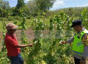 Bhabinkamtibmas Polsek Madang Suku I Tinjau Lahan Ketahanan Pangan Warga di Desa Jaya Bakti