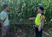 Brigadir Suyudi Polsek Madang Suku l Tinjau Lahan Jagung Warga dalam Program Ketahanan Pangan