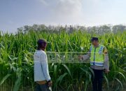 Bhabinkamtibmas Polsek Madang Suku l Cek Lahan Jagung Ketahanan Pangan di Lubuk Harjo
