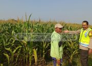 Ketahanan Pangan Jadi Prioritas, Polisi dan Petani Bersinergi di Tugu Mulyo