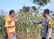 Polsek Madang Suku I Kawal Ketahanan Pangan Lewat Pengecekan Lahan Jagung Di Tridadi