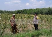 Ketahanan Pangan Dimulai dari Desa, Polisi Dampingi Petani Jagung Di Tanah Merah