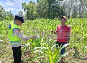 Dukung Ketahanan Pangan, Bhabinkamtibmas Polsek Madang Suku I Tinjau Lahan Jagung Petani
