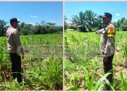 Ketahanan Pangan Diperkuat, Polisi Dampingi Petani Jatimulyo