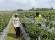 Polsek Madang Suku I Dorong Ketahanan Pangan Lewat Pengecekan Lahan Cabai di Tugu Mulyo