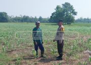 Bripka Saleh Bhabinkamtibmas Polsek MDS I Cek Lahan Jagung Warga untuk Perkuat Ketahanan Pangan