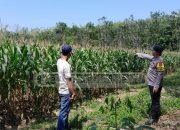 Perkuat Ketahanan Pangan, Bhabinkamtibmas Polsek MDS I Dampingi Petani di Bangsa Negara