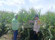 Kapolsek Madang Suku I: Pertanian Warga Penopang Kemandirian Pangan Daerah