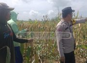 Patroli Ketahanan Pangan, Bhabinkamtibmas Polsek MDS I Pantau Lahan Jagung di Lubuk Harjo