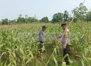 Bhabinkamtibmas Lakukan Pengecekan Lahan Jagung di Desa Harjomulyo, Dukung Ketahanan Pangan Daerah