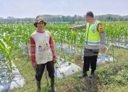 Bhabinkamtibmas Polsek Madang Suku l Cek Lahan Jagung Manis, Dukung Ketahanan Pangan di Tugu Mulyo