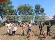 Launching Penanaman Jagung Serentak di Lubuk Harjo, Polsek MDS I Dukung Ketahanan Pangan Menuju Indonesia Emas 2045