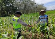 Bhabinkamtibmas Polsek Madang Suku l Cek Lahan Ketahanan Pangan di Desa Jaya Bakti