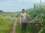 Polsek Madang Suku I Dukung Ketahanan Pangan Pertanian Jagung di Desa Lubuk Harjo