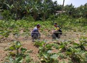 Bhabinkamtibmas Polsek MDS I Cek Lahan Terong Warga, Dukung Ketahanan Pangan di Desa Tugu Mulyo