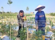 Dukungan Terhadap Ketahanan Pangan, Kapolsek MDS I Utus Bhabinkamtibmas Cek Lahan Cabe Warga di Desa Rasuan