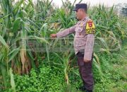 Polsek Madang Suku I Dorong Ketahanan Pangan Lewat Pengecekan Lahan Jagung di Desa Harjomulyo