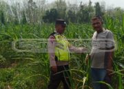 Bhabinkamtibmas Polsek Madang Suku I Tinjau Lahan Jagung untuk Dukung Ketahanan Pangan