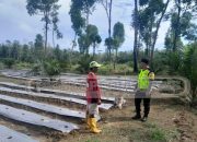 Bhabinkamtibmas Polsek Madang Suku I Tinjau Lahan Cabe Warga, Dukung Program Ketahanan Pangan