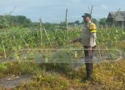 Polsek Madang Suku I Dorong Ketahanan Pangan Lewat Budidaya Terong di Desa Lubuk Harjo