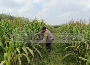 Bhabinkamtibmas Cek Lahan Jagung, Wujud Dukungan Polsek Madang Suku I untuk Ketahanan Pangan