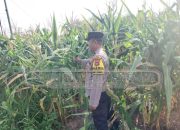 Polsek Madang Suku I Dukung Program Ketahanan Pangan, Cek Lahan Jagung Warga di Desa Harjomulyo