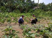 Bhabinkamtibmas Polsek Madang Suku I Tinjau Lahan Ketahanan Pangan di Desa Tugu Mulyo