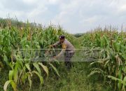 Bhabinkamtibmas Polsek Madang Suku I Tinjau Lahan Ketahanan Pangan di Desa Tugu Mulyo