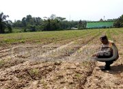 Bripka Bobi Juanda Tinjau Lahan Jagung Ketahanan Pangan di Desa Lubuk Harjo