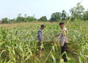 Bhabinkamtibmas Polsek Madang Suku I Cek Lahan Ketahanan Pangan di Desa Rasuan