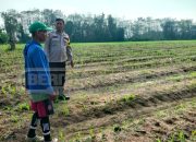 Polsek Madang Suku I Dukung Ketahanan Pangan, Bhabinkamtibmas Tinjau Lahan Jagung di Desa Lubuk Harjo