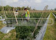 Bhabinkamtibmas Polsek Madang Suku I Tinjau Lahan Ketahanan Pangan di Desa Tugu Mulyo