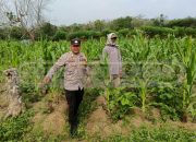 Bhabinkamtibmas Polsek MDS I Cek Lahan Ketahanan Pangan Jagung Manis di Desa Bangsa Negara