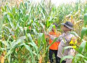 Bhabinkamtibmas Dampingi Warga Kembangkan Jagung, Wujud Nyata Ketahanan Pangan di Desa Lubuk Harjo