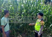Bhabinkamtibmas Dorong Warga Desa Bangsa Negara Tingkatkan Ketahanan Pangan Lewat Tanaman Jagung
