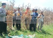 Polsek Madang Suku I Gelar Panen Jagung di Desa Lubuk Harjo, Dukung Program Ketahanan Pangan