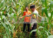 Bhabinkamtibmas Madang Suku I Tinjau Lahan Jagung, Dukung Ketahanan Pangan Warga