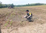 Bhabinkamtibmas Polsek Madang Suku I Laksanakan Pengecekan Lahan Ketahanan Pangan di Desa Bangsa Negara