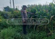 Bhabinkamtibmas Polsek Madang Suku I Tinjau Lahan Jagung di Desa Lubuk Harjo