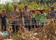 Sinergi Polsek Madang Suku l dan Petani, Panen Jagung di Lubuk Harjo Berhasil