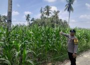 Sinergi Polisi dan Petani: Tanah Merah Perkuat Ketahanan Pangan Lewat Jagung