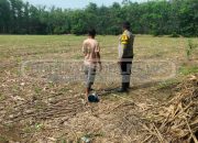 Bhabinkamtibmas Dukung Ketahanan Pangan Lewat Tanaman Jagung di Desa Bangsa Negara