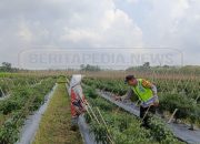 Bhabinkamtibmas Polsek Madang I Cek Lahan Ketahanan Pangan Warga