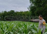 Polsek Madang Suku I Kawal Pertumbuhan Pangan Warga di Desa Lubuk Harjo