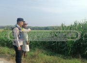 Bhabinkamtibmas Polsek Madang Suku I Cek Pertumbuhan Jagung di Lahan Ketahanan Pangan Desa Bangsa Negara