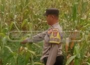 Polsek Madang Suku I Dukung Petani Jagung Wujudkan Ketahanan Pangan di Desa Mangulak