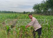 Polsek Madang Suku I Dukung Ketahanan Pangan di OKU Timur, Anggota Tinjau Lahan Jagung
