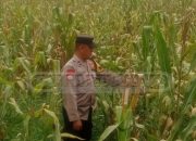 Bhabinkamtibmas Polsek Madang Suku I Aktif Pantau Lahan Ketahanan Pangan Warga